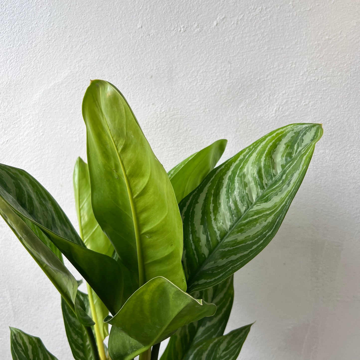 Aglaonema ‘Stripes’ - Chinese Evergreen