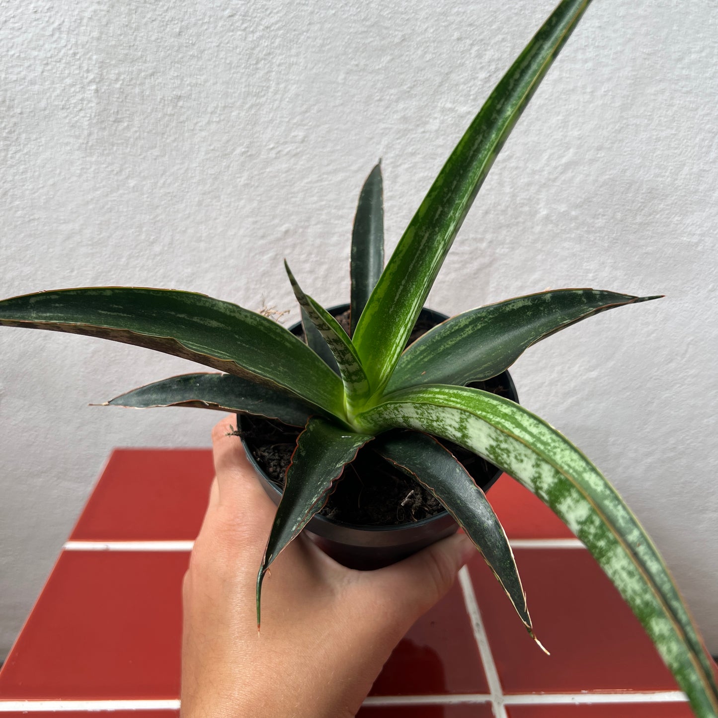 Sansevieria trifasciata 'Megan' - Snake Plant