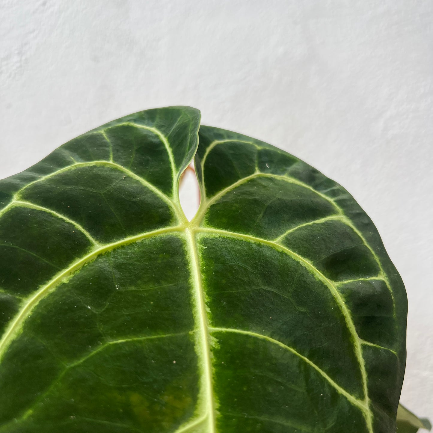 Anthurium Regal
