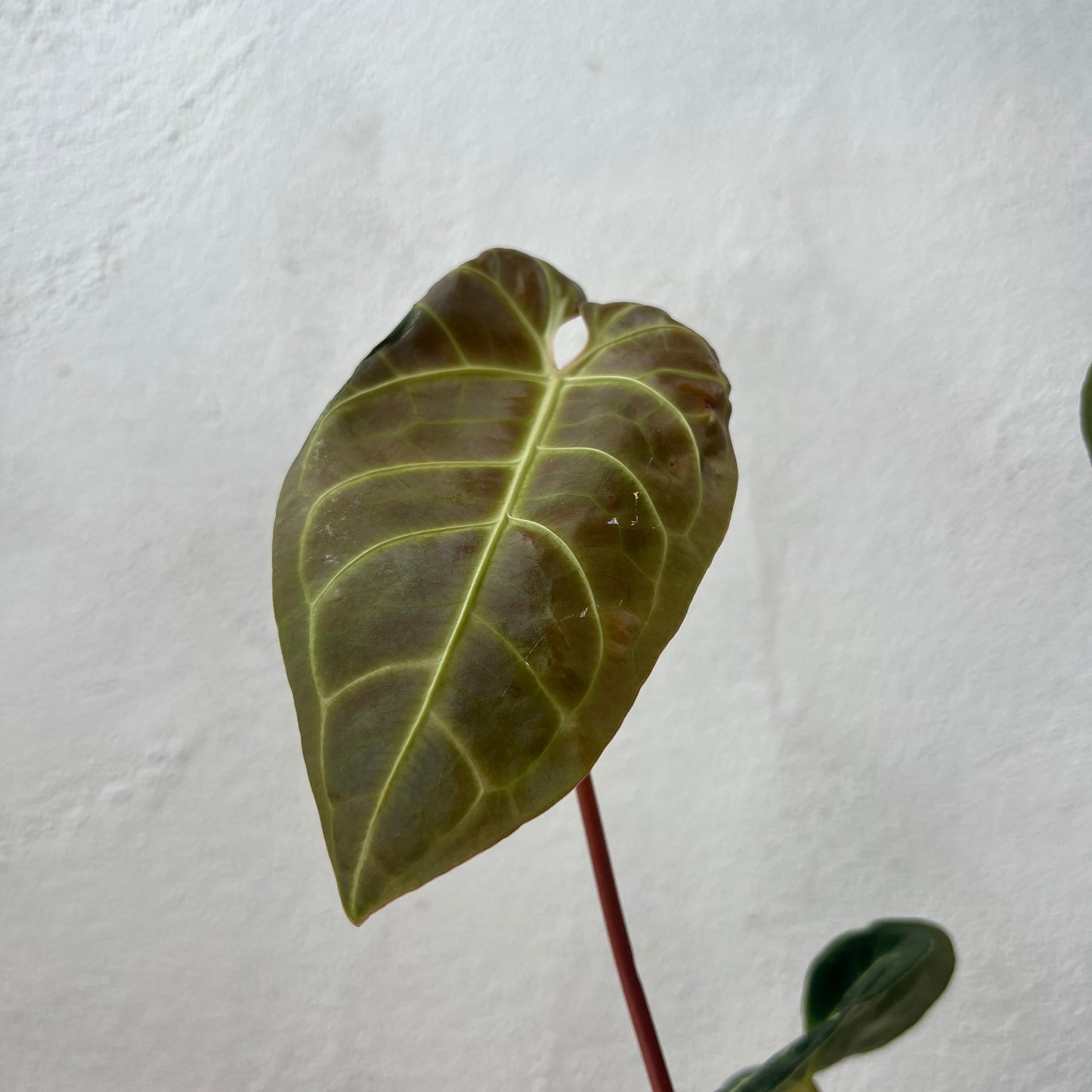 Anthurium Regal