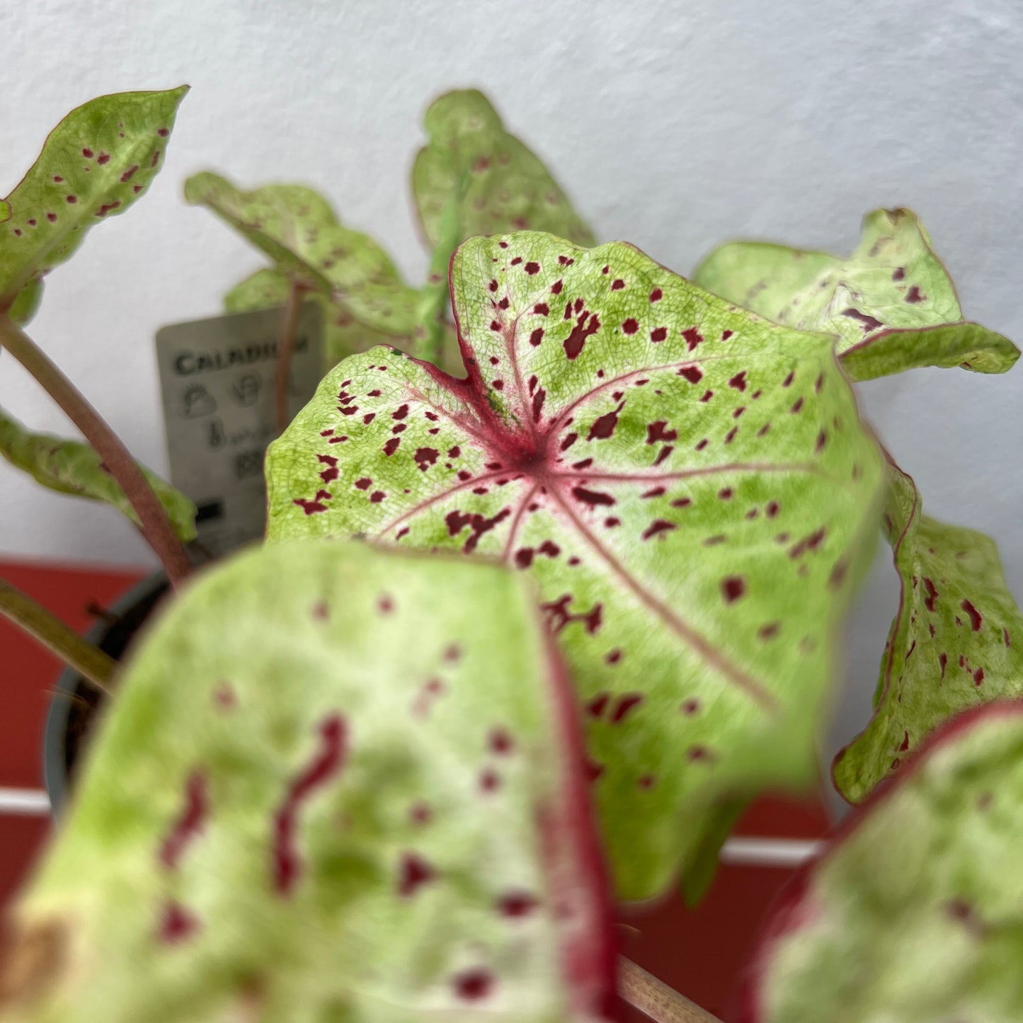 Caladium Miss Muffet