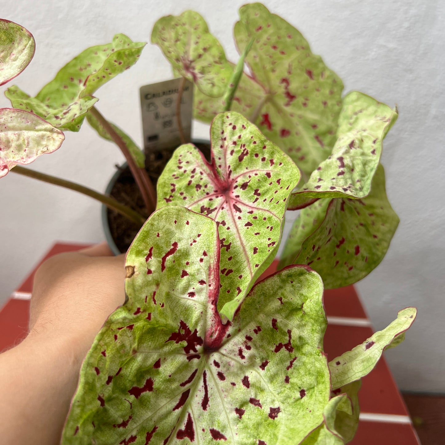 Caladium Miss Muffet