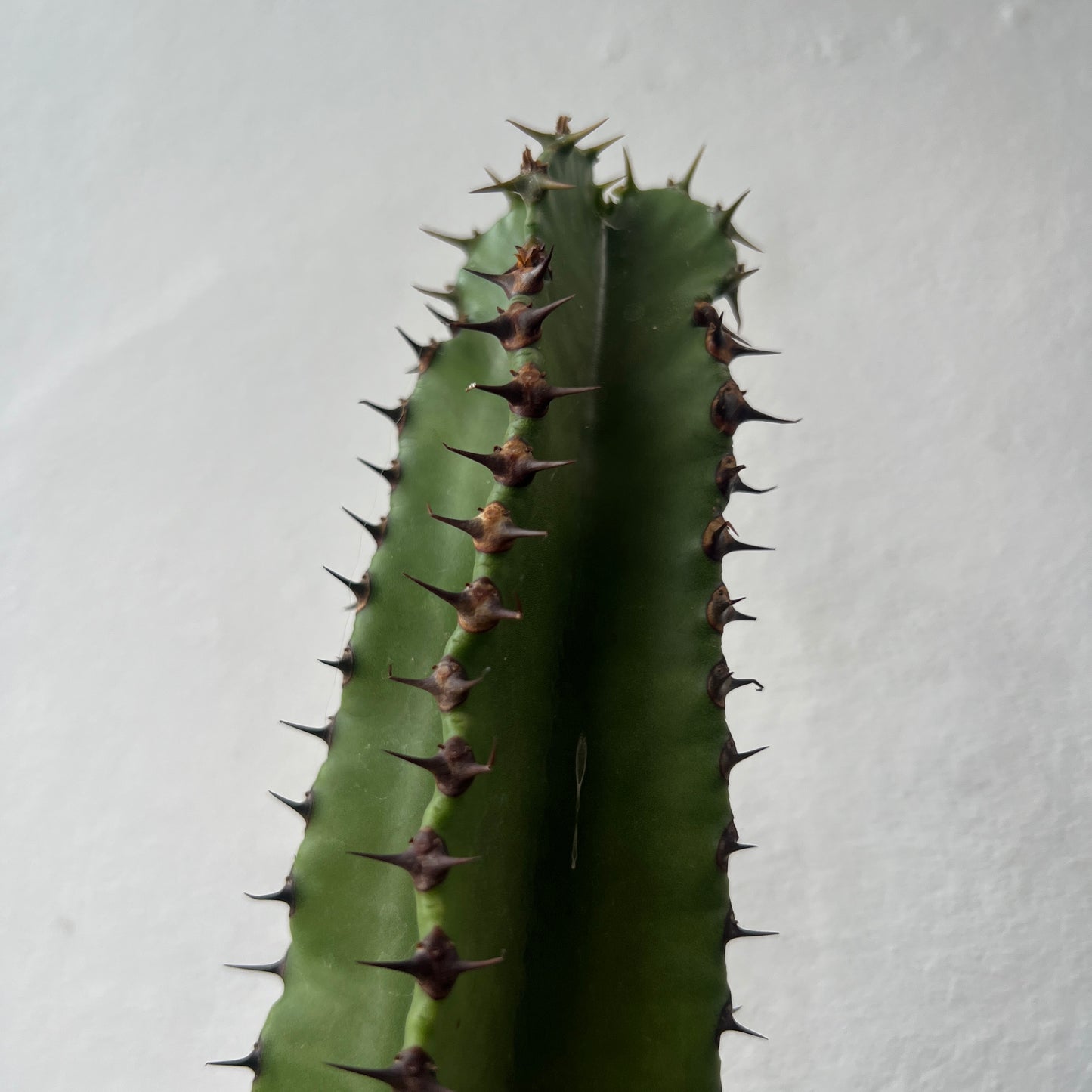 Euphorbia Lucky Dip