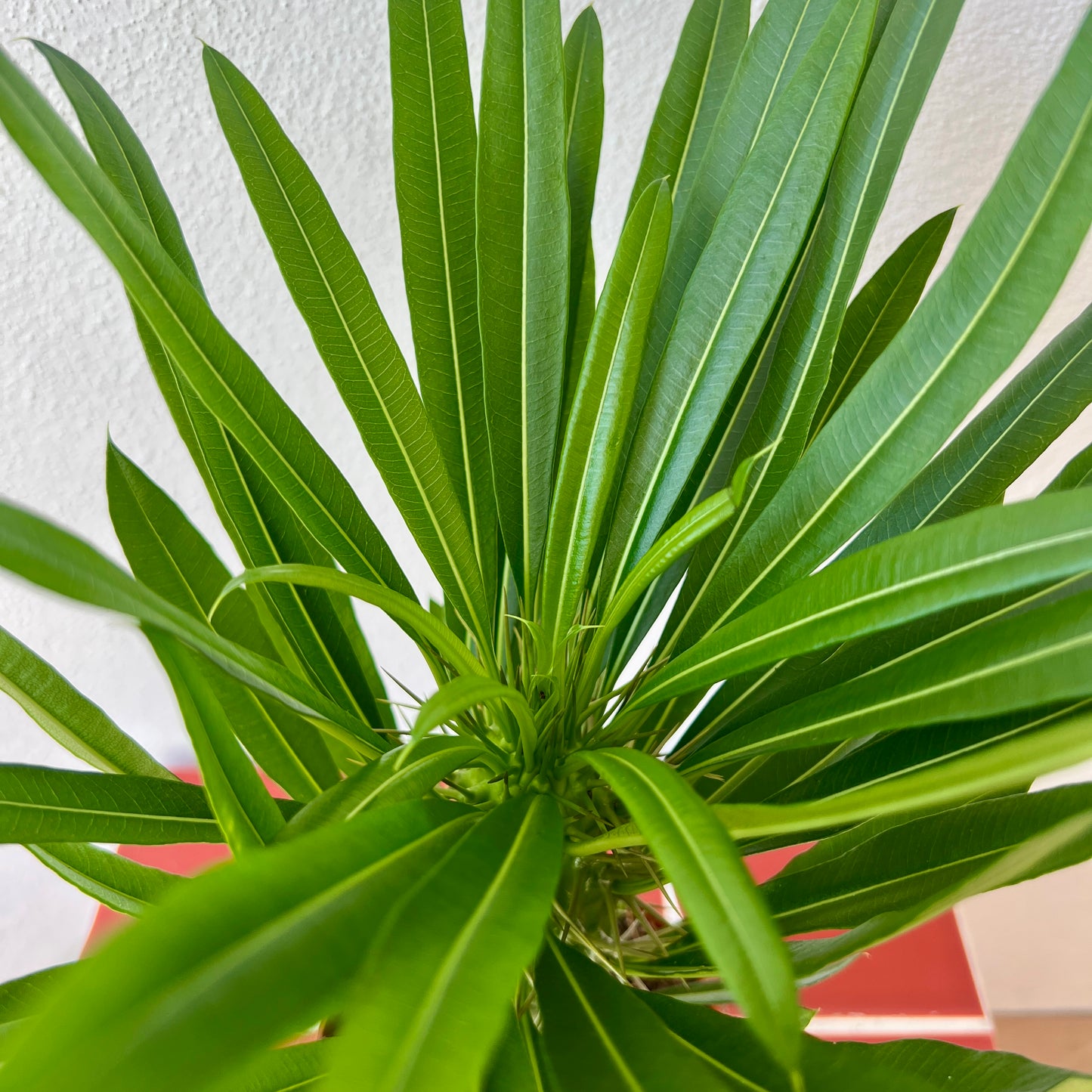 Pachypodium Lamerei -Madagascar palm