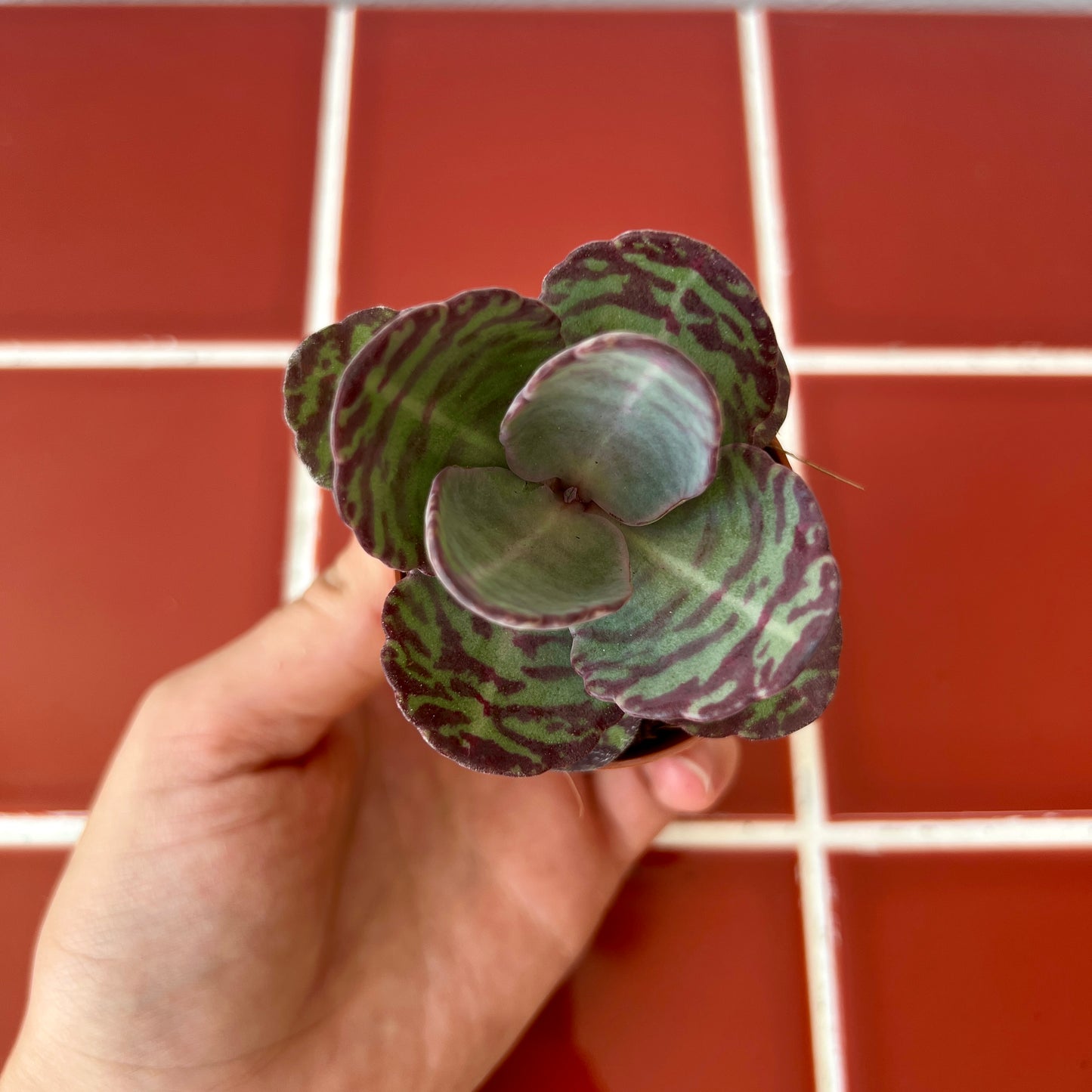 Kalanchoe humilis ‘Zebra’ – Striped Succulent