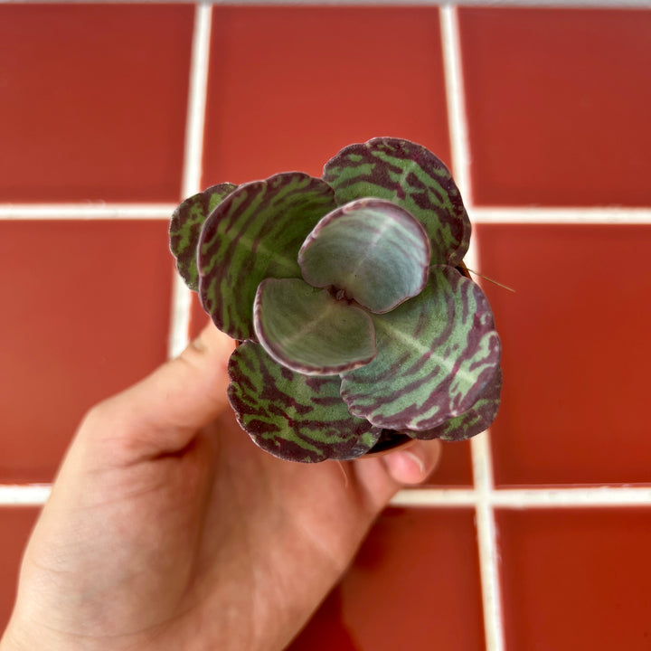 Kalanchoe humilis ‘Zebra’ – Striped Succulent