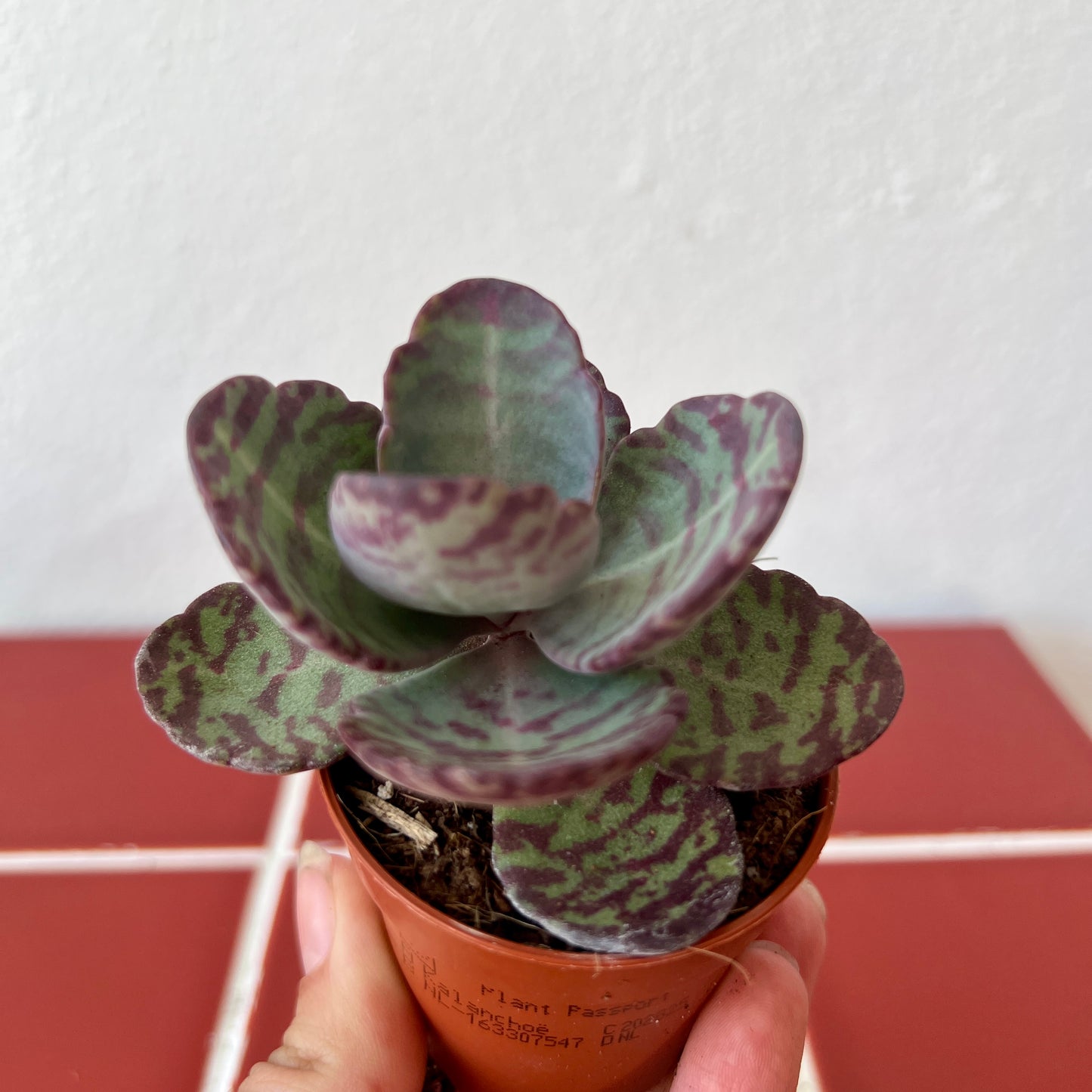 Kalanchoe humilis ‘Zebra’ – Striped Succulent