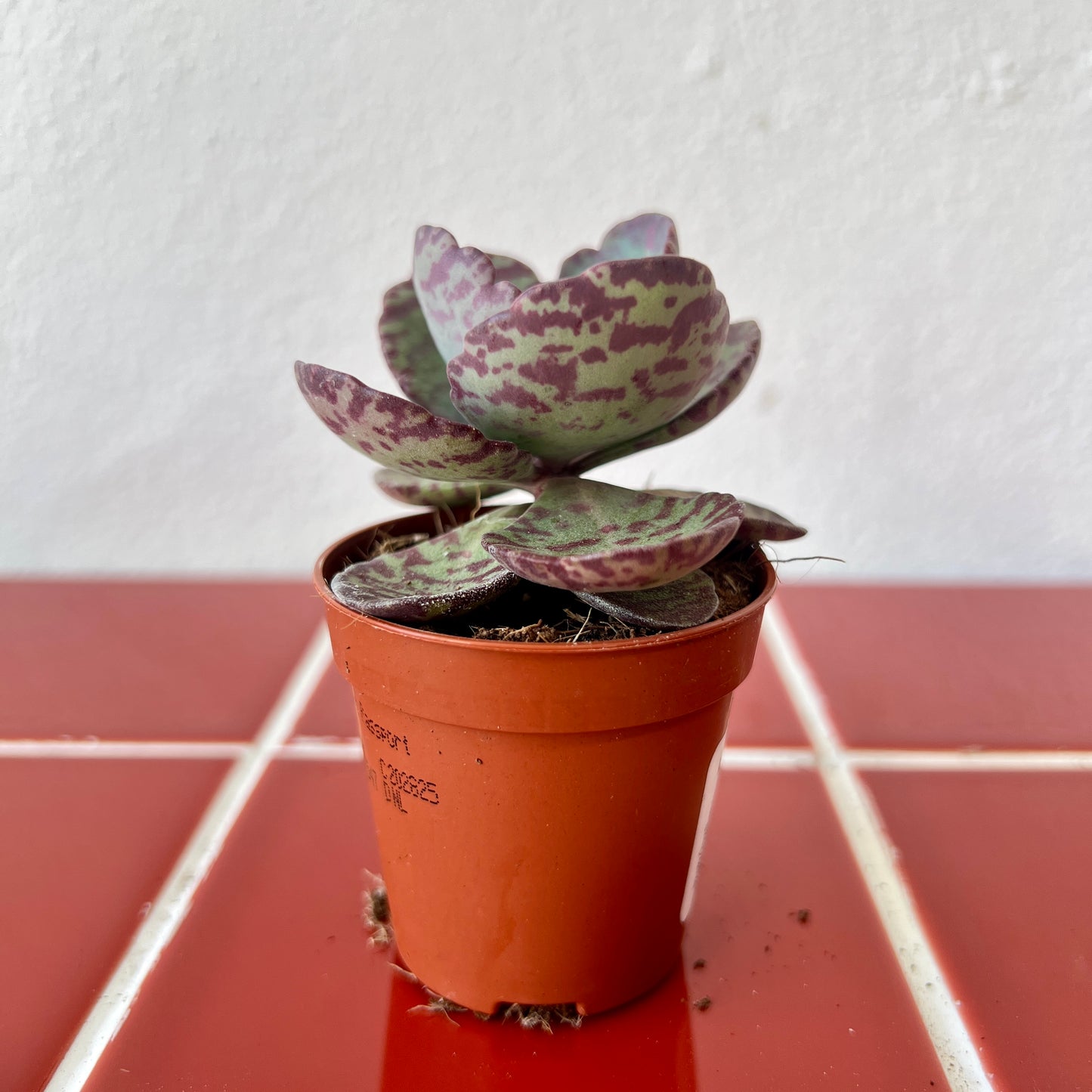 Kalanchoe humilis ‘Zebra’ – Striped Succulent