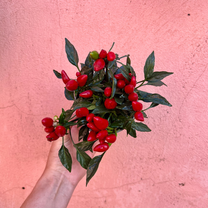 Capsicum annuum ‘Salsa Mix’ – Chilli Pepper Plants-Lucky Dip