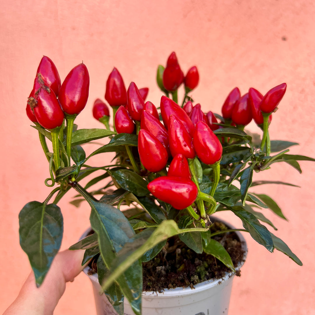 Capsicum annuum ‘Salsa Mix’ – Chilli Pepper Plants-Lucky Dip