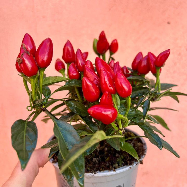 Capsicum annuum ‘Salsa Mix’ – Chilli Pepper Plants-Lucky Dip