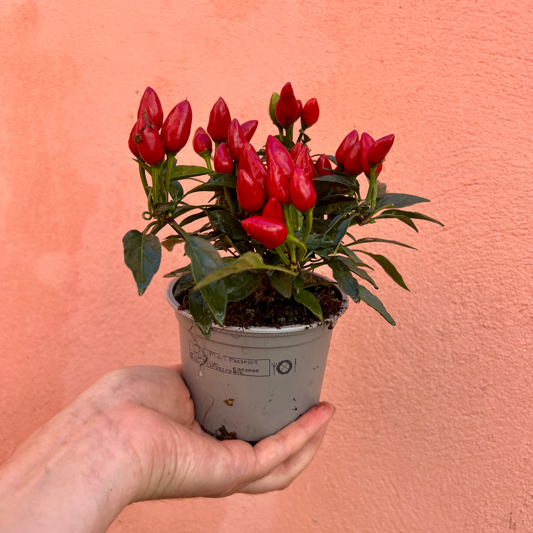 Capsicum annuum ‘Salsa Mix’ – Chilli Pepper Plants-Lucky Dip