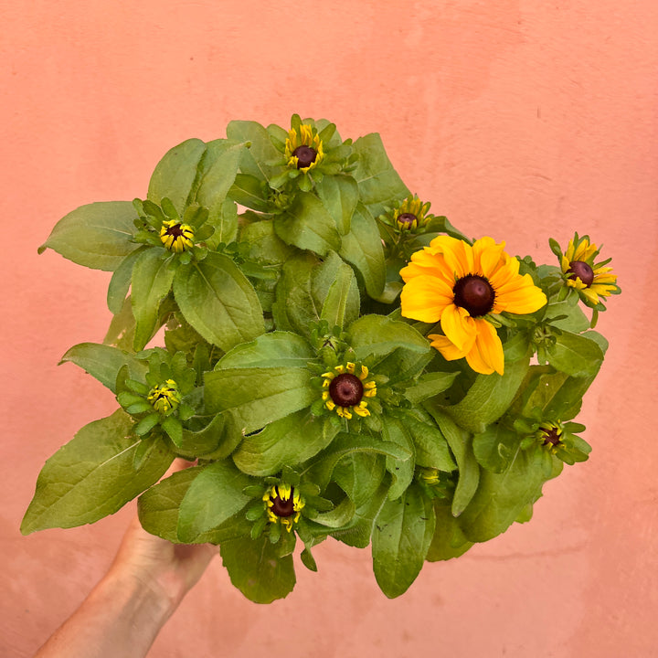 Rudbeckia hirta - Black Eyed Susan