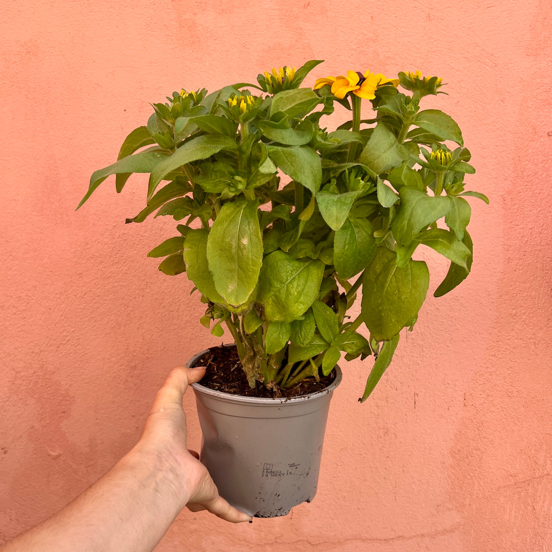 Rudbeckia hirta - Black Eyed Susan