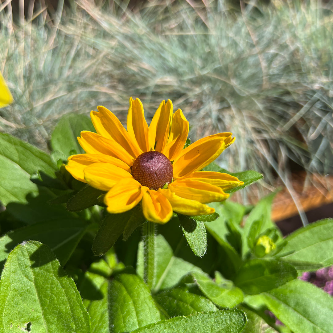 Rudbeckia hirta - Black Eyed Susan