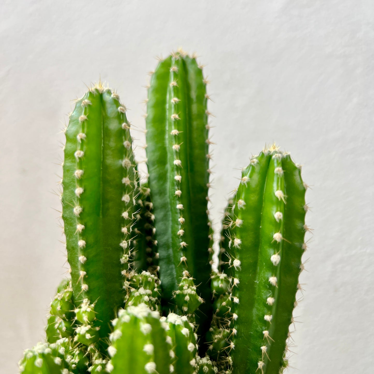Cereus peruvianus ‘Florida’ – Night Blooming Column Cactus - Apple Cactus