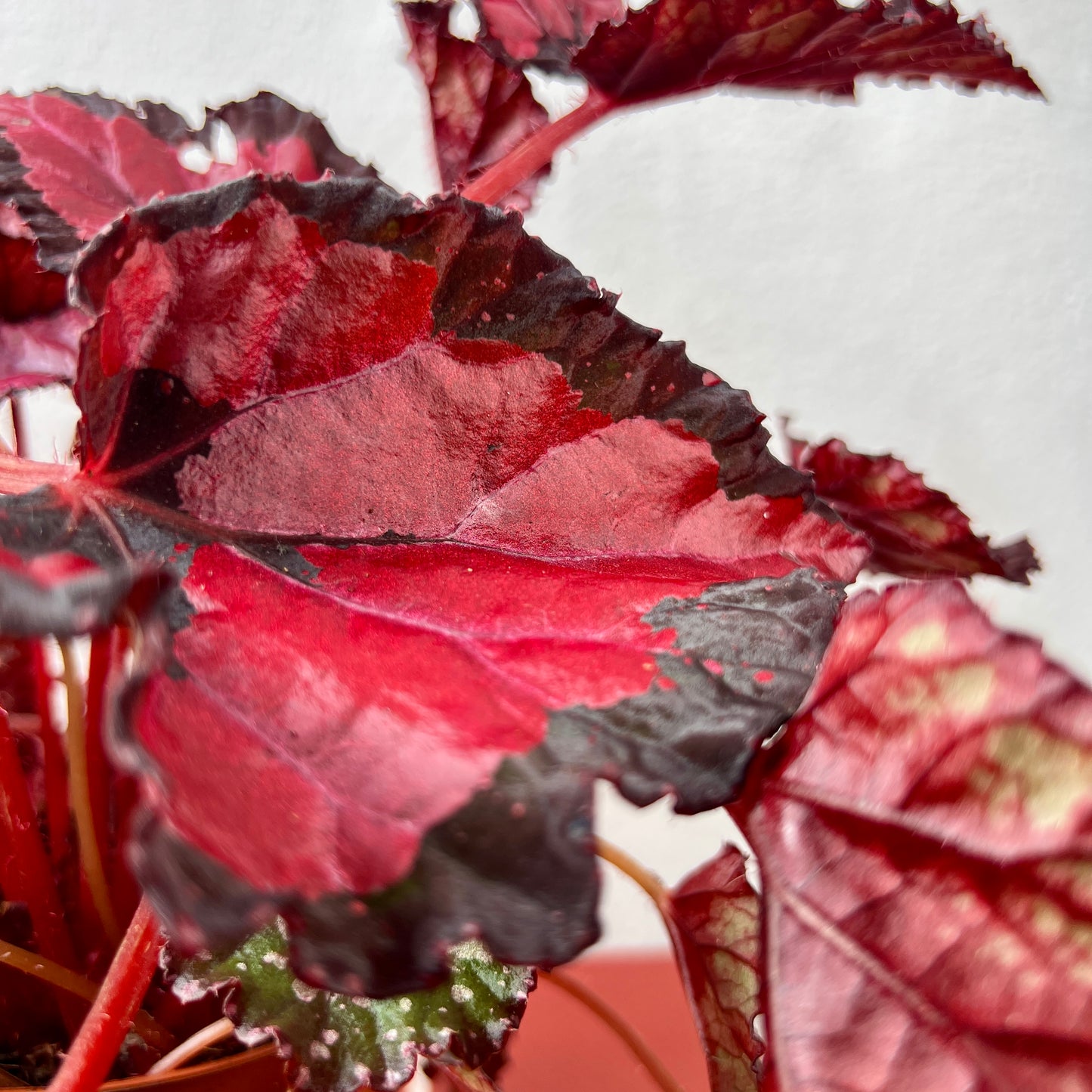 Begonia Beleaf ‘Inca Night’ - Rex Begonia