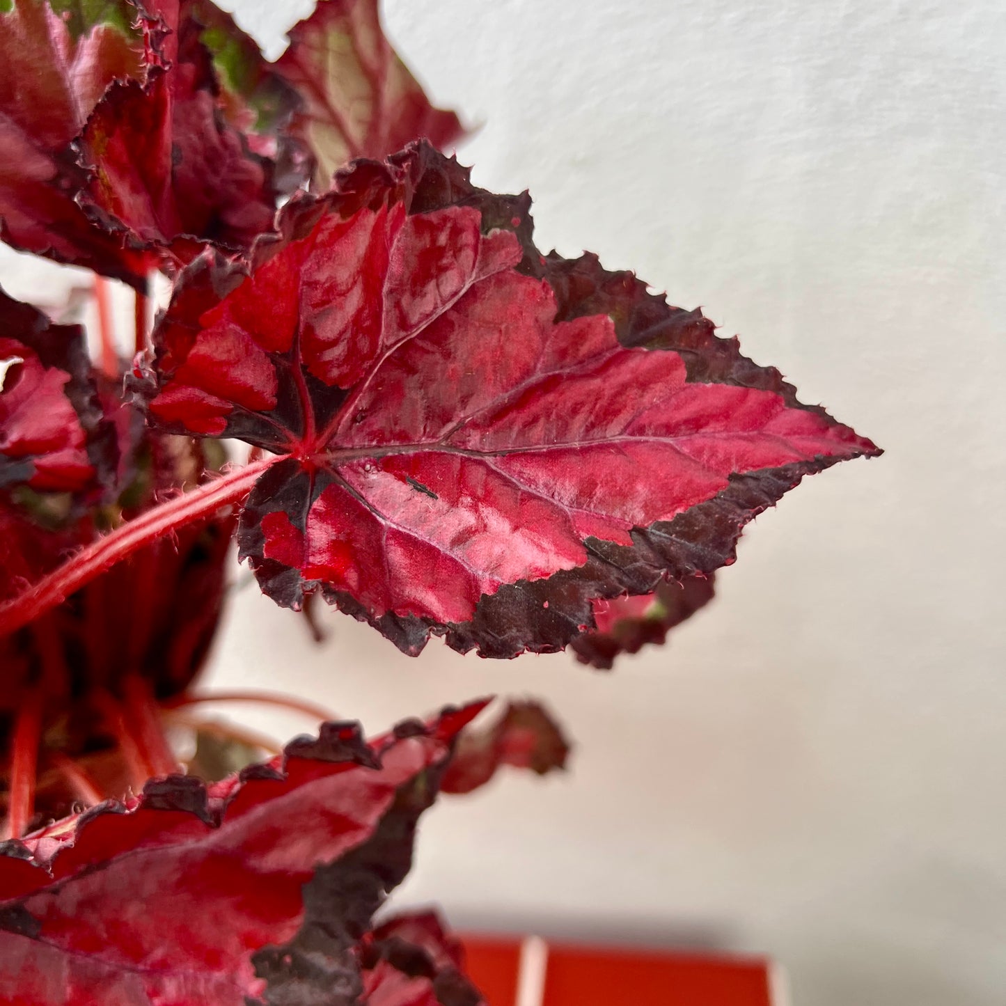 Begonia Beleaf ‘Inca Night’ - Rex Begonia