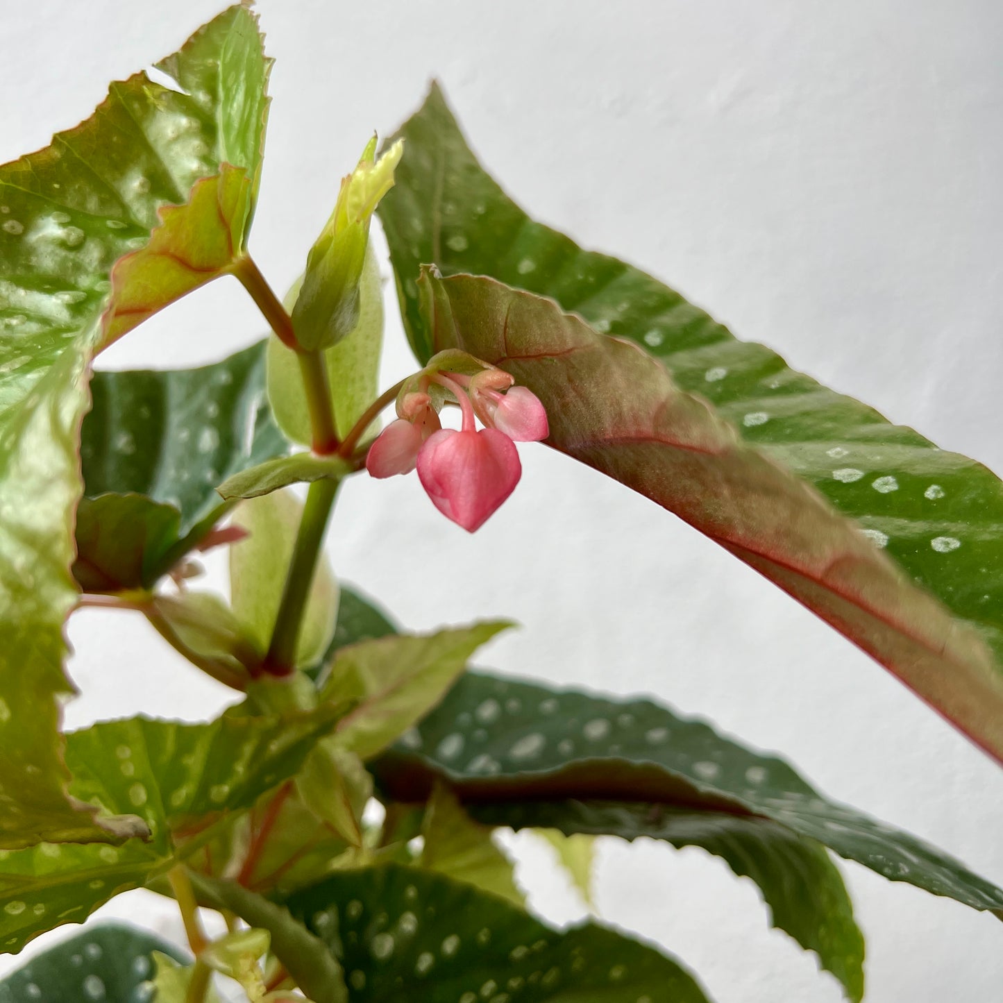 Begonia Maculata ‘Wightii’ – Polka Dot Begonia