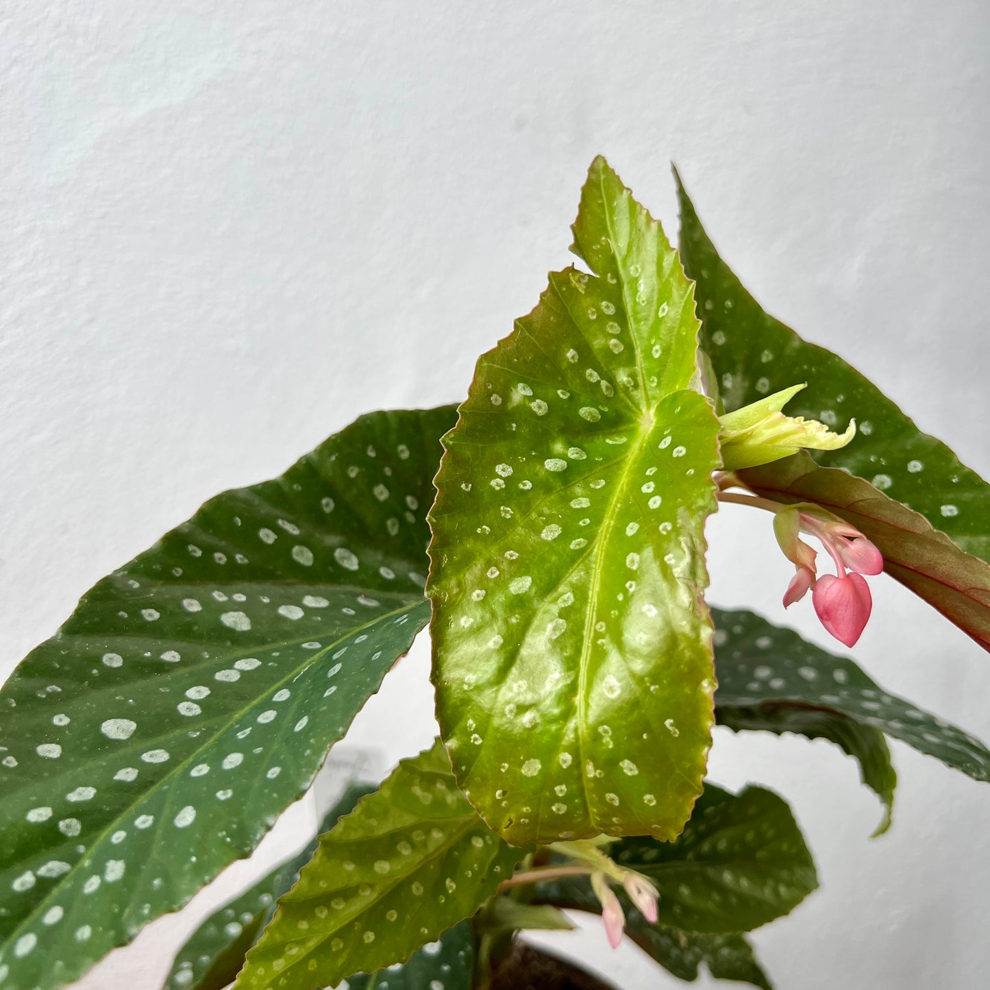 Begonia Maculata ‘Wightii’ – Polka Dot Begonia