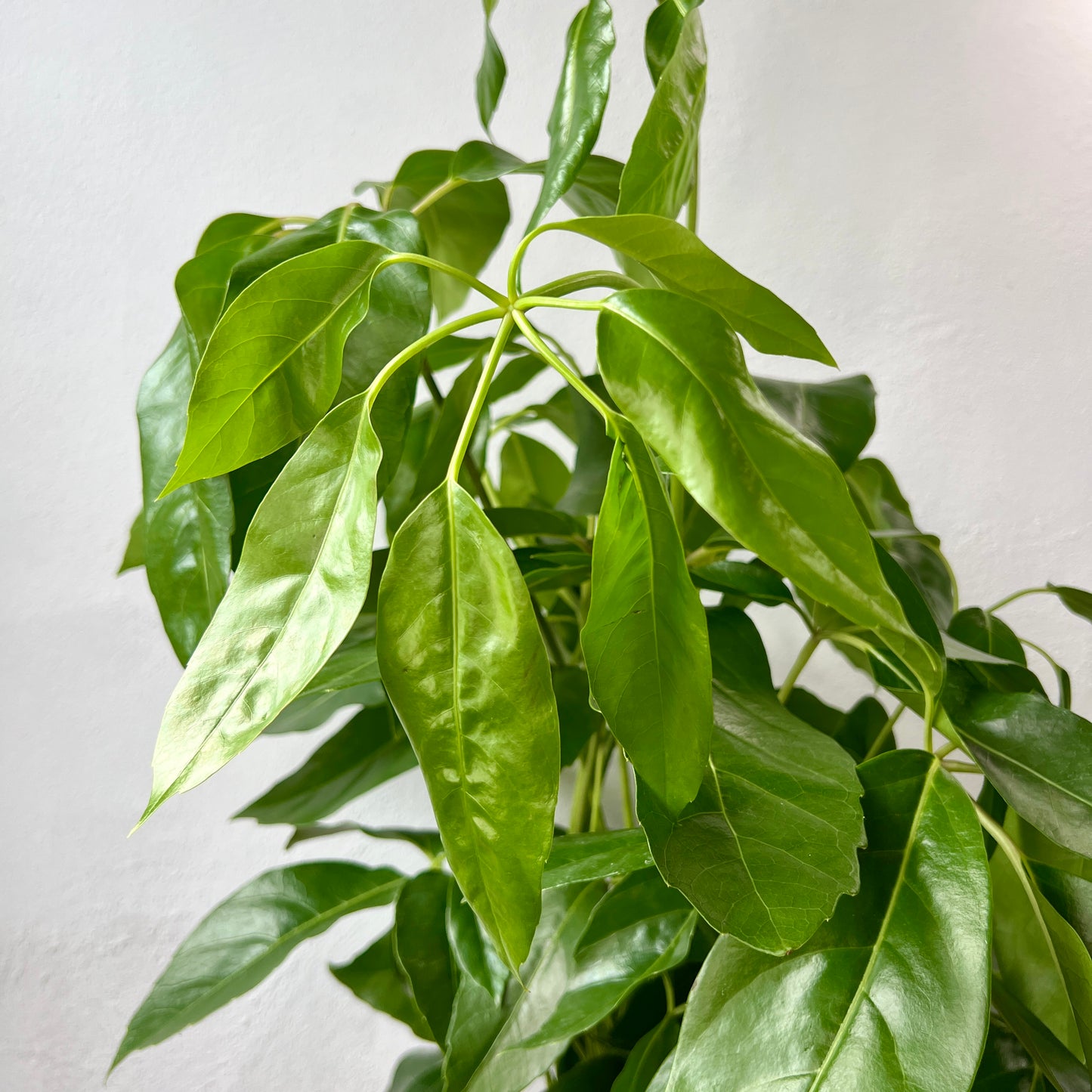 Schefflera actinophylla – Umbrella Tree