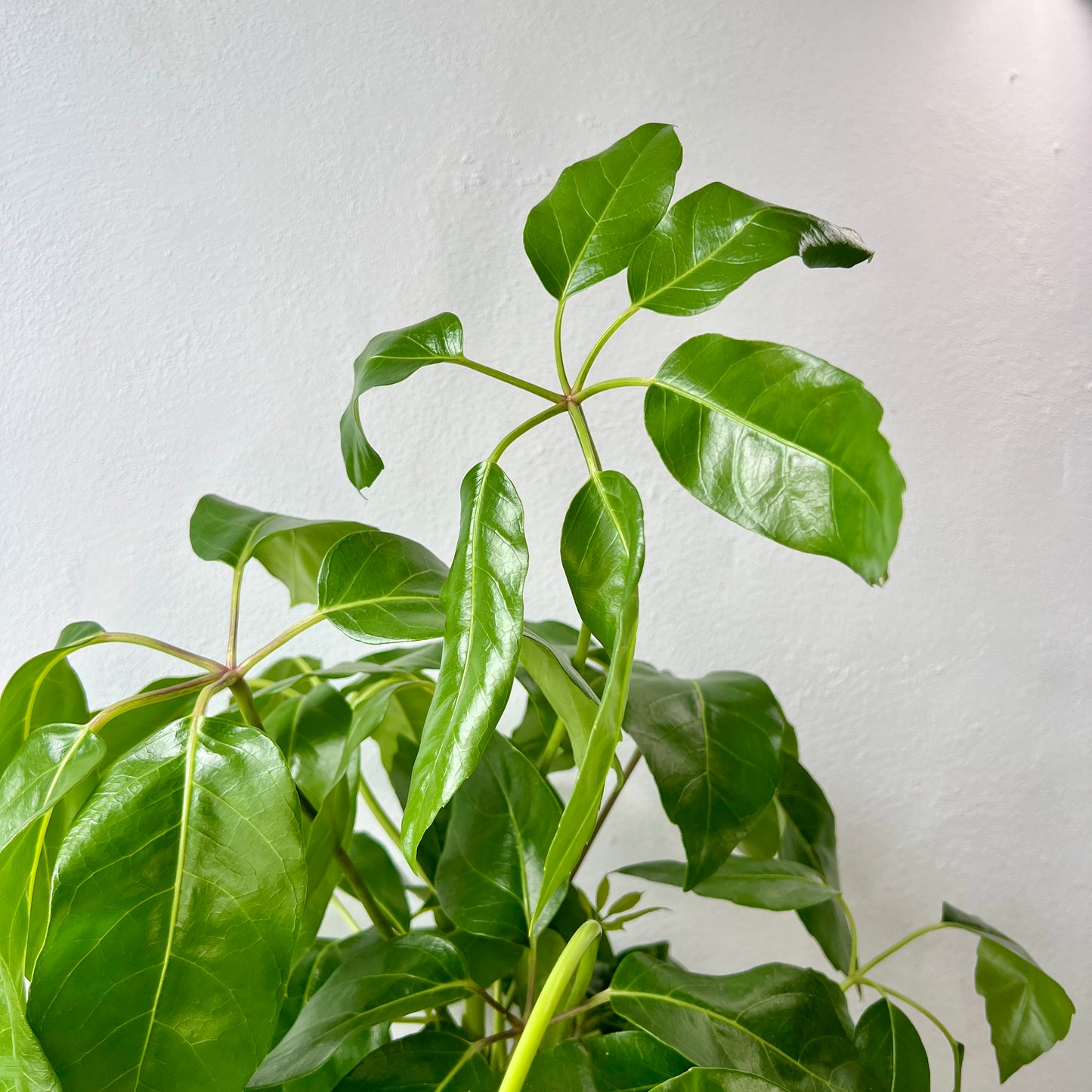 Schefflera actinophylla – Umbrella Tree
