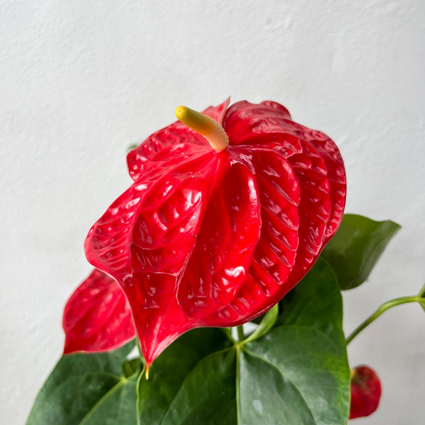 Anthurium ‘Arebo’ - Red Flamingo Flower