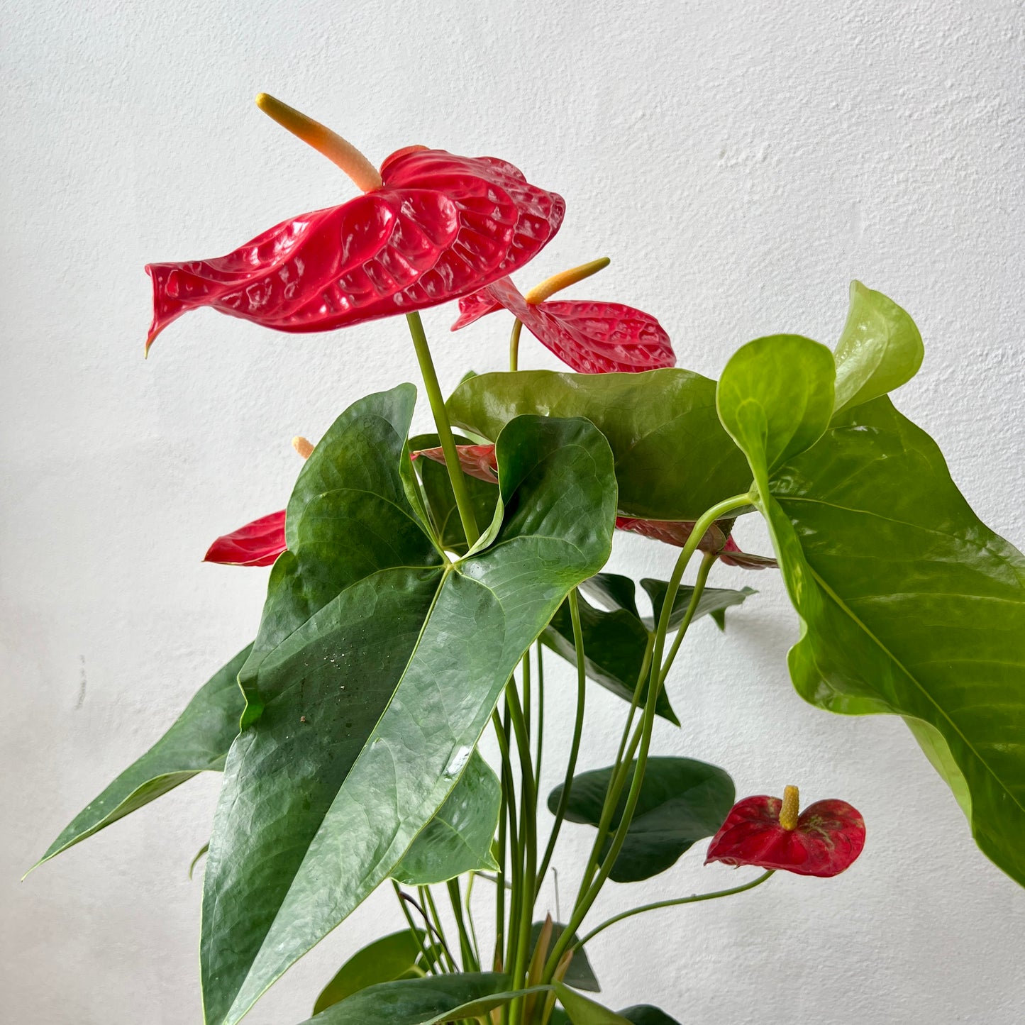 Anthurium ‘Arebo’ - Red Flamingo Flower