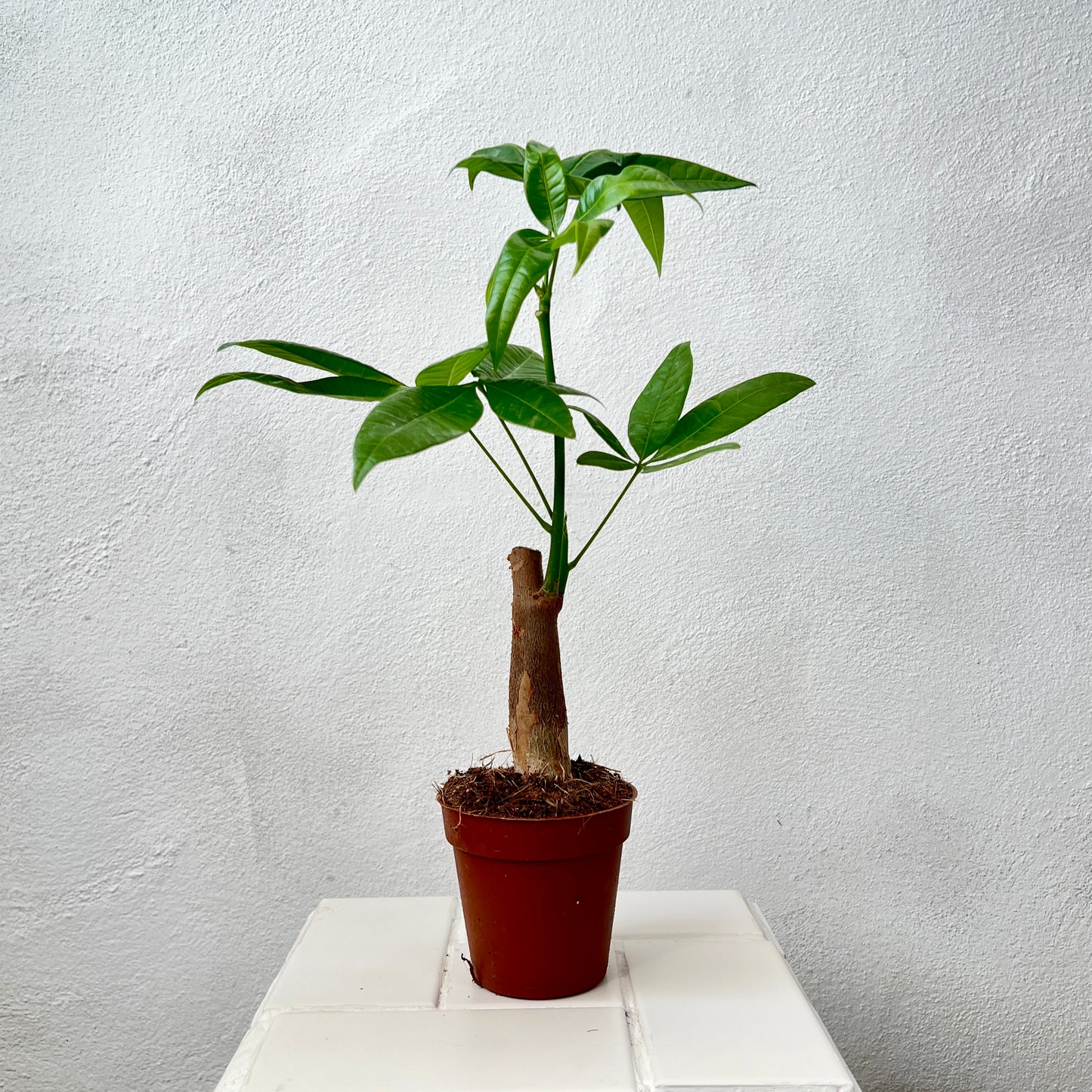 Pachira aquatica - Money Tree