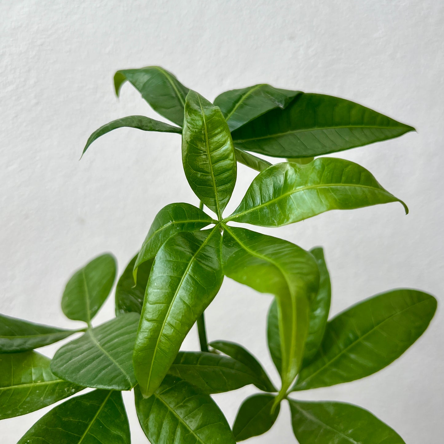 Pachira aquatica - Money Tree