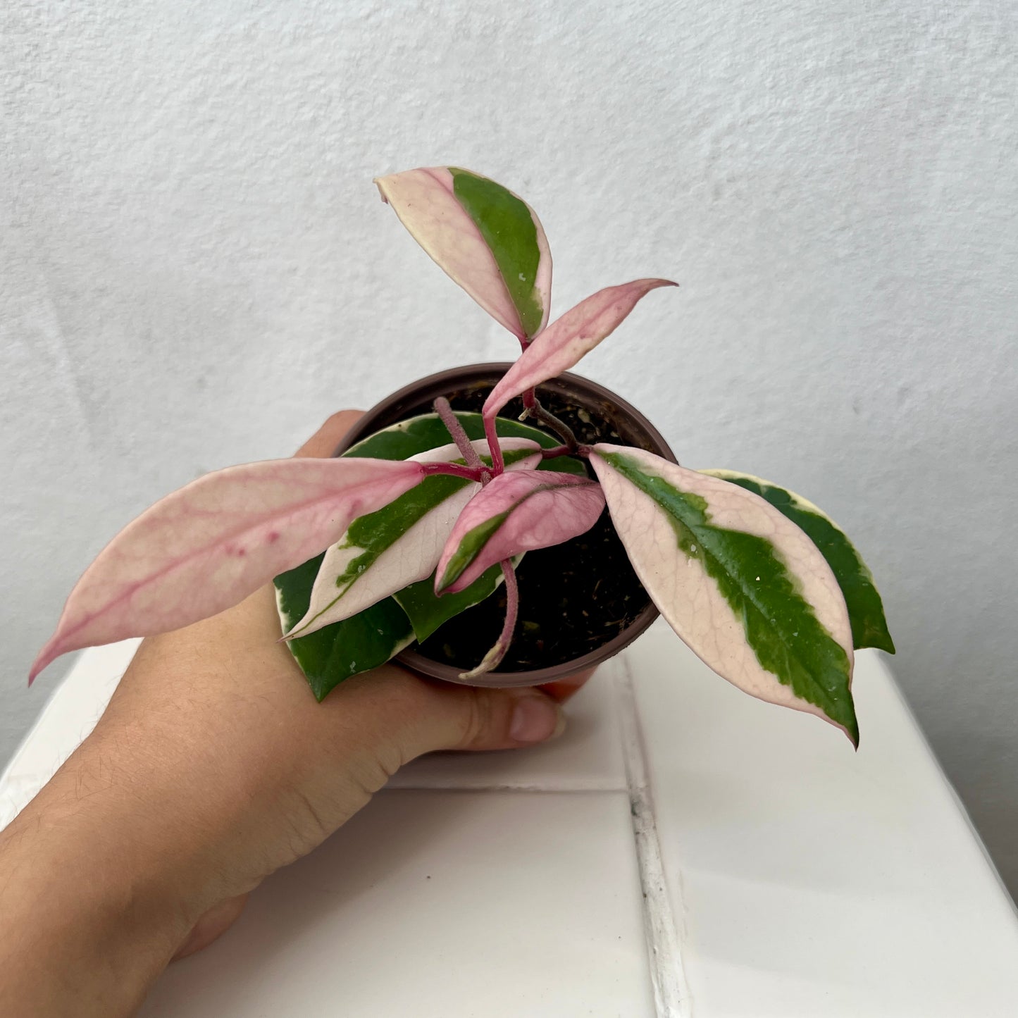 Hoya 'Flamingo Dreams'
