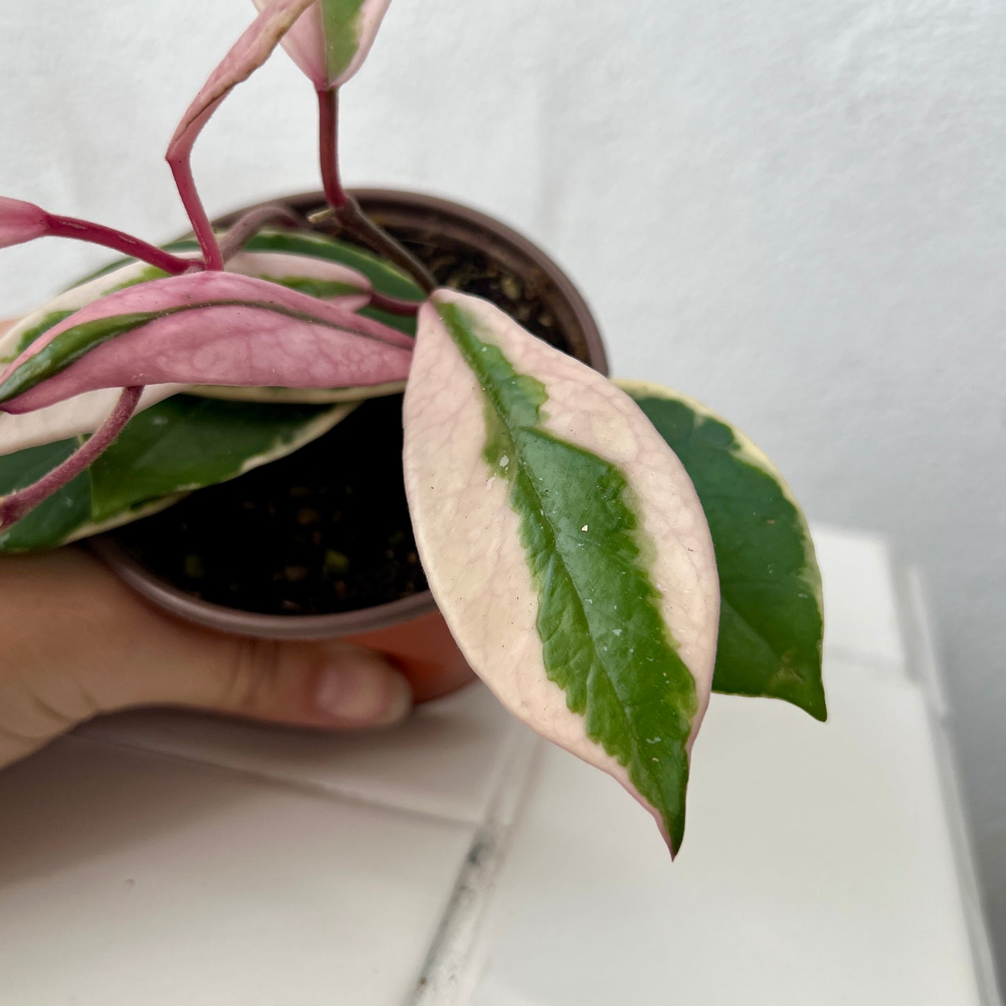 Hoya 'Flamingo Dreams'