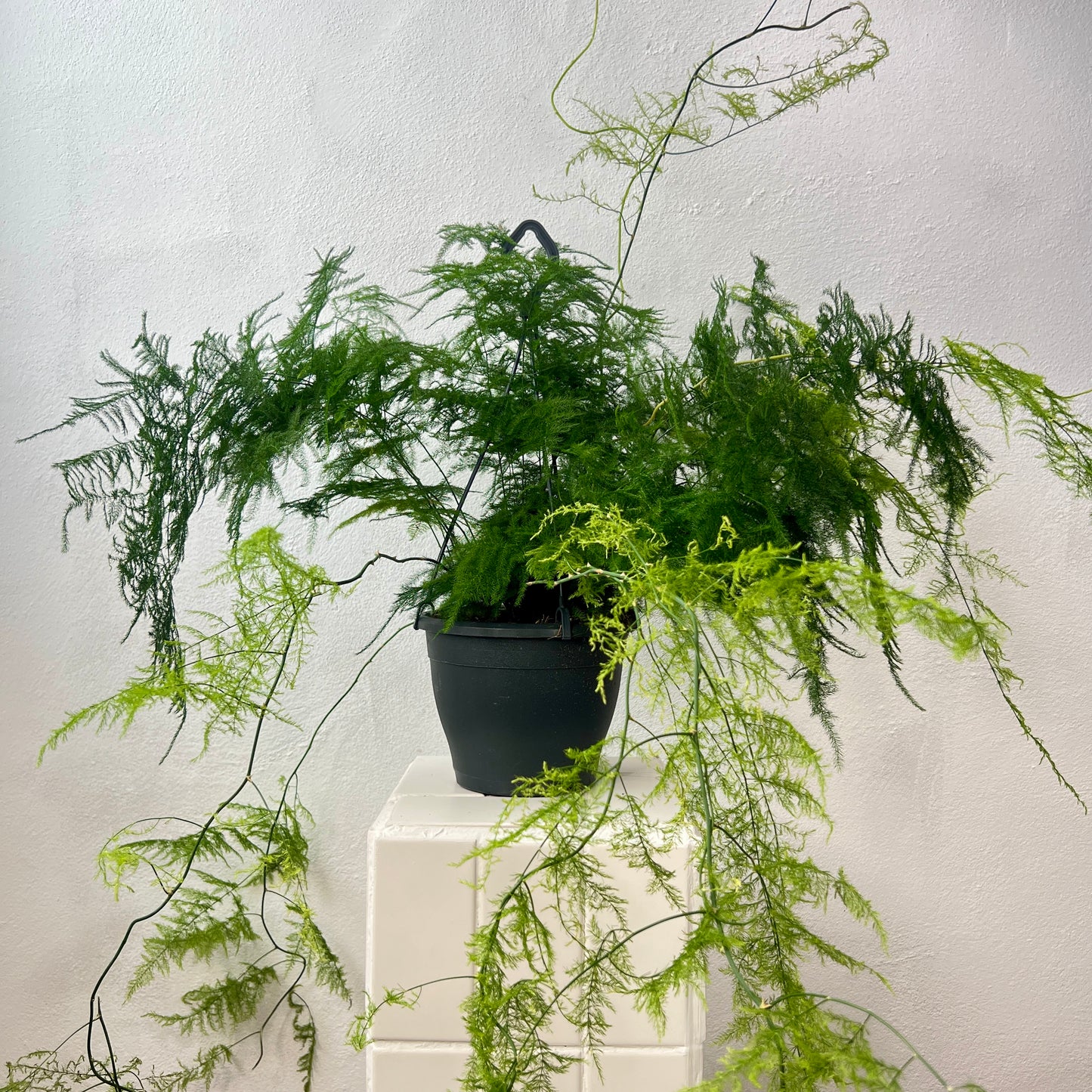 Asparagus Setaceus Plumosus- Asparagus Fern