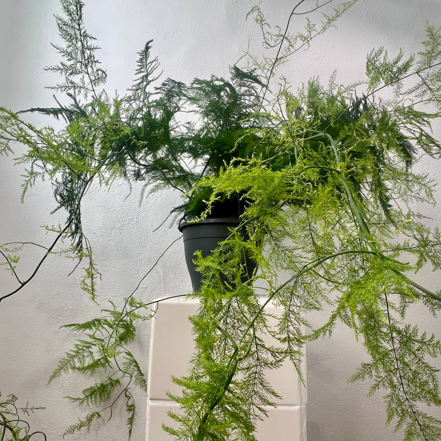Asparagus Setaceus Plumosus- Asparagus Fern
