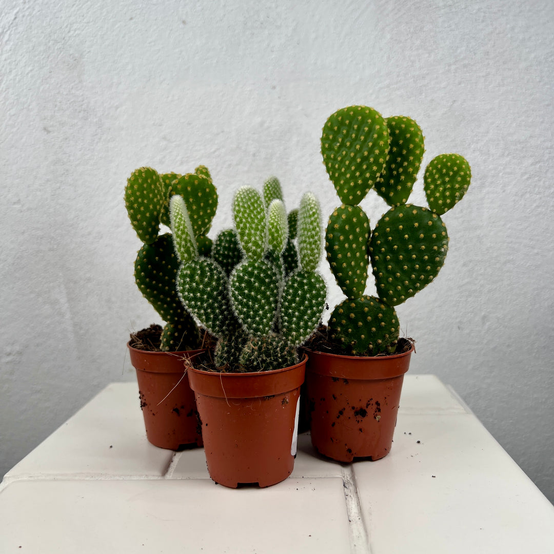 Opuntia Microdasys lucky dip - bunny ear cactus