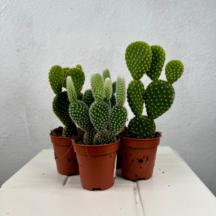 Opuntia Microdasys lucky dip - bunny ear cactus