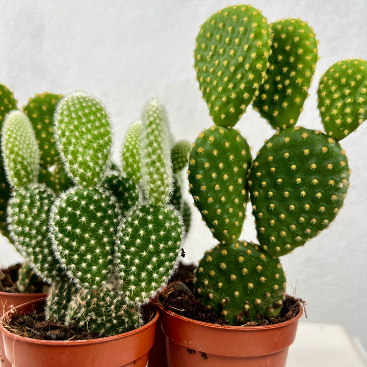 Opuntia Microdasys lucky dip - bunny ear cactus