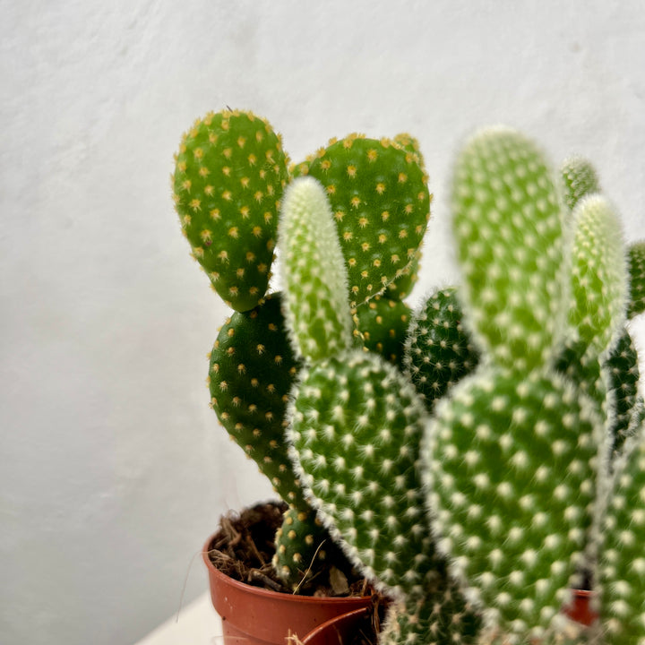 Opuntia Microdasys lucky dip - bunny ear cactus