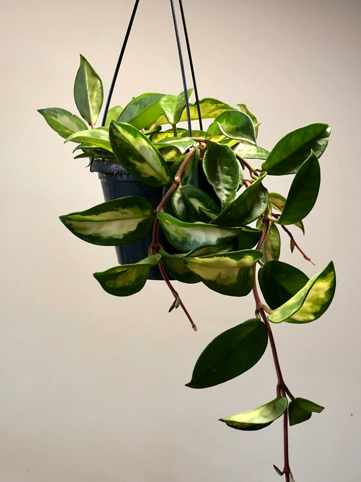 Hoya Carnosa Tricolor - Wax Plant