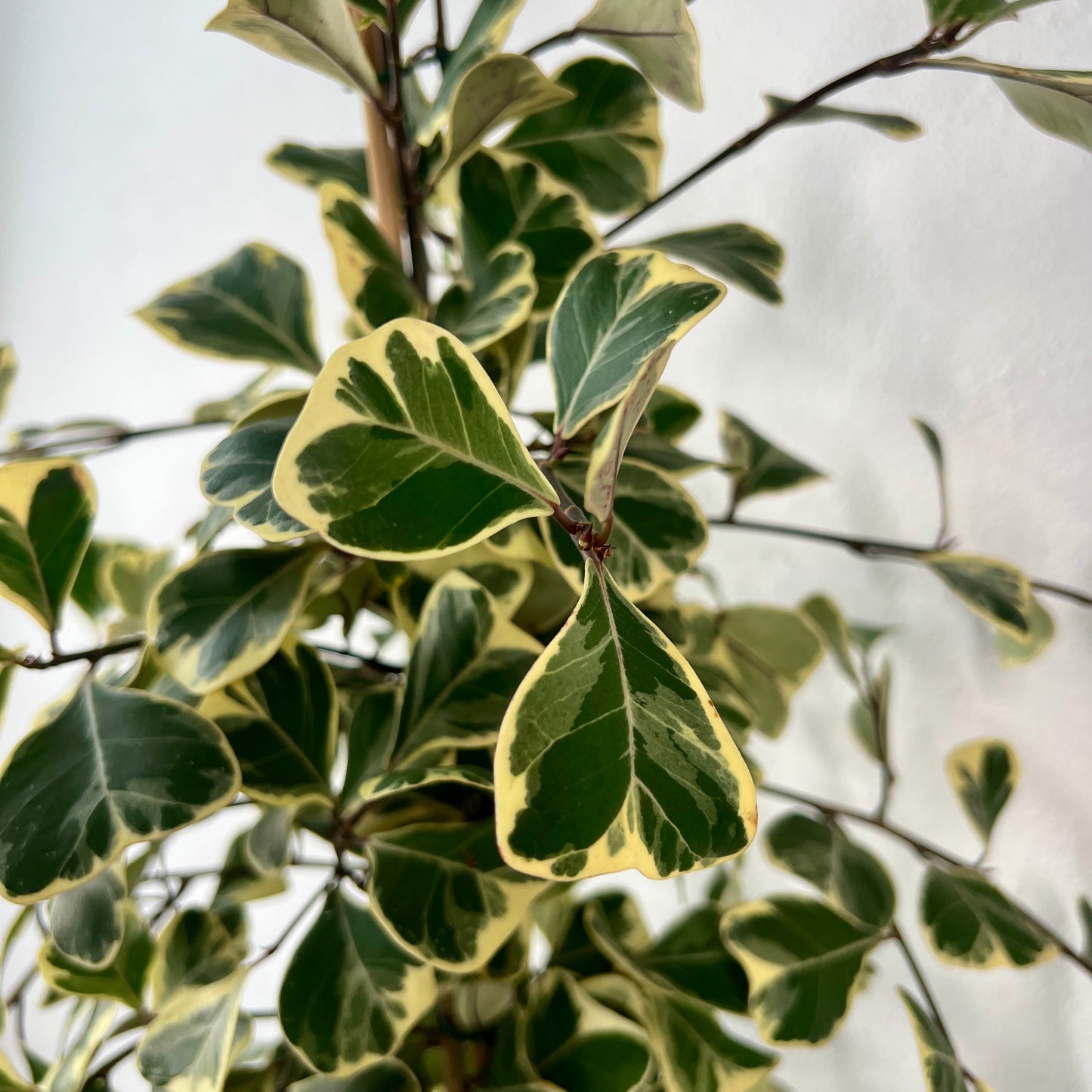 Ficus triangularis ‘Sweetheart’