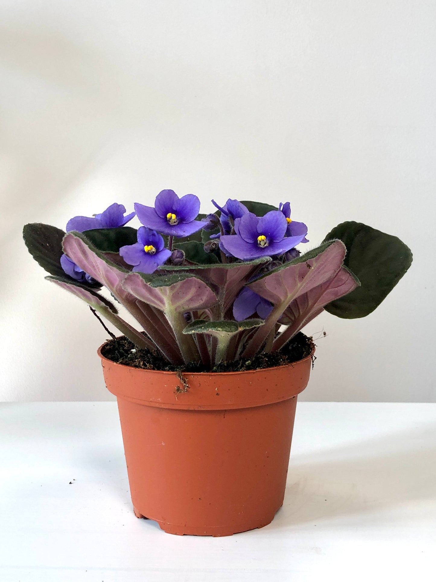 Voilà Saintpaulia - African violet
