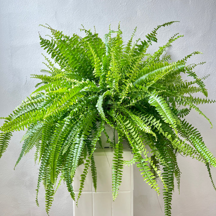 Nephrolepis exaltata ‘Sonata’ – Boston Fern