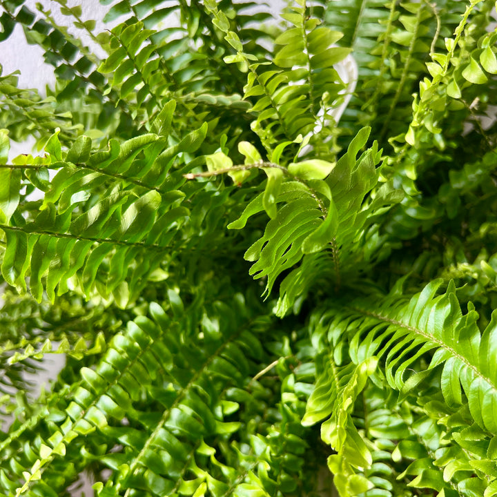 Nephrolepis exaltata ‘Sonata’ – Boston Fern