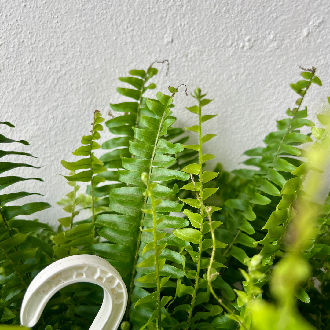 Nephrolepis exaltata ‘Sonata’ – Boston Fern