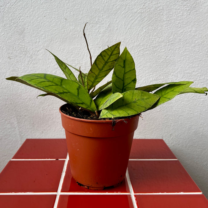 Hoya callistophylla – Veined Wax Plant