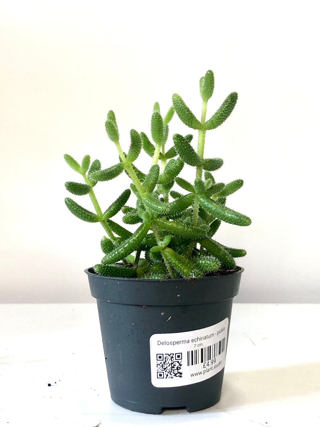 Delosperma Echinatum - Pickle Plant