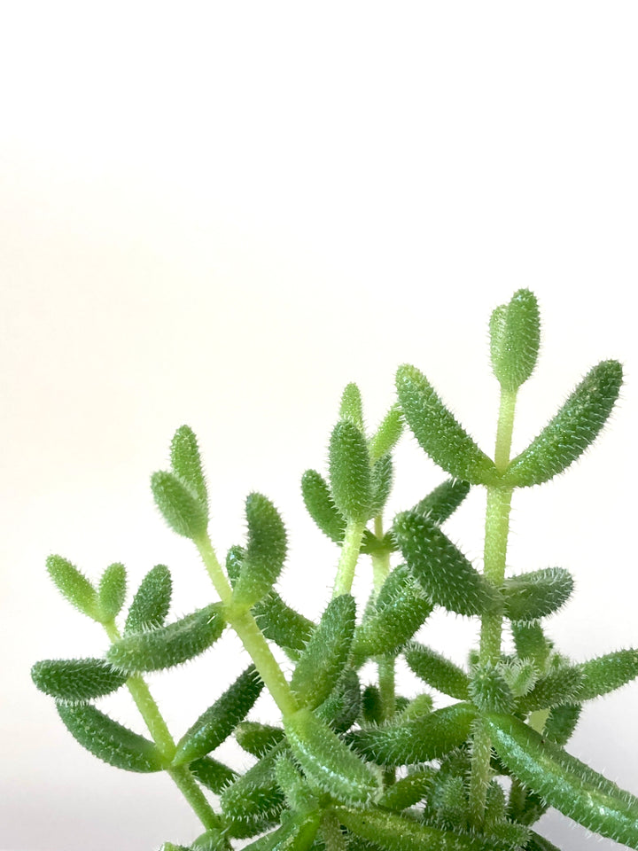 Delosperma Echinatum - Pickle Plant