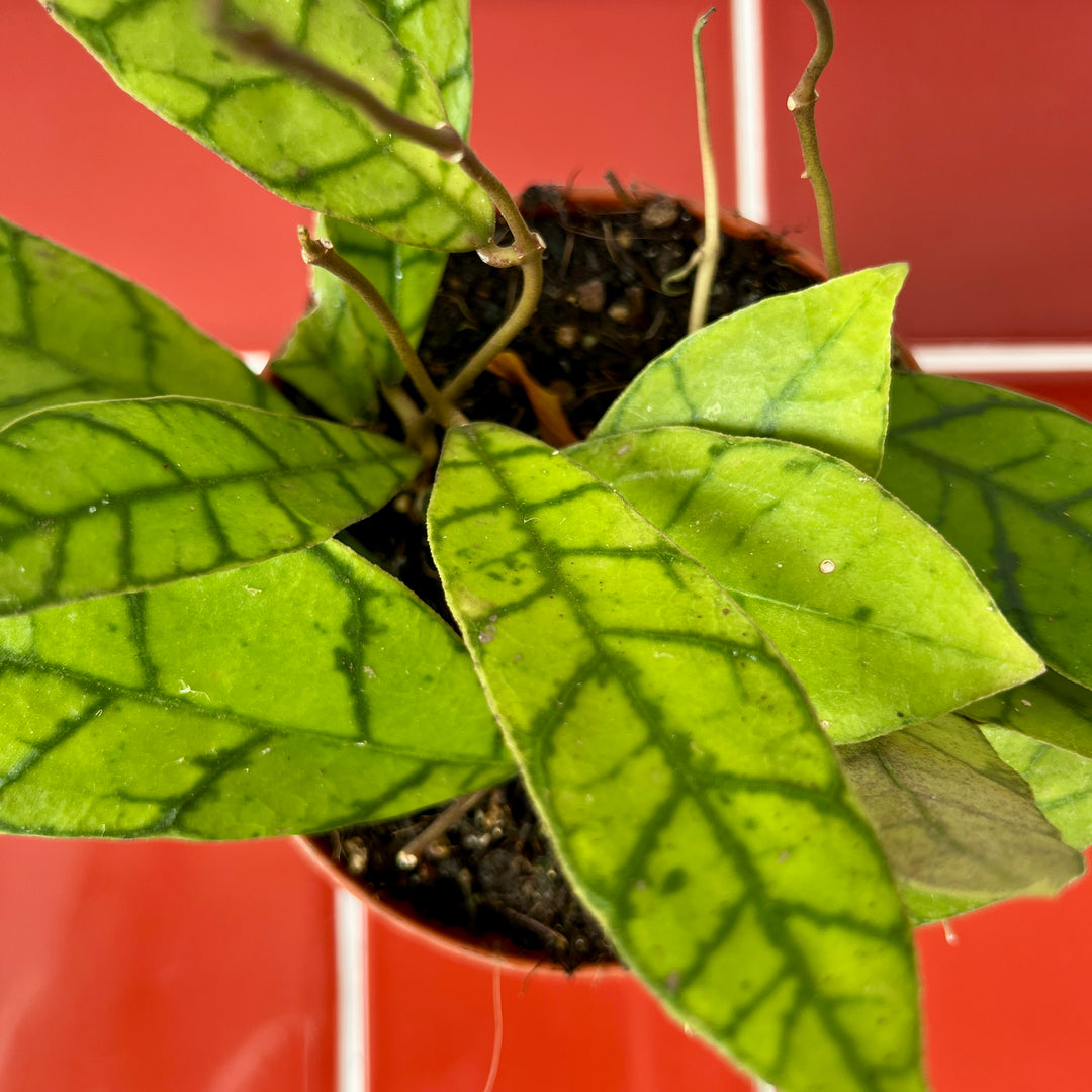 Hoya callistophylla – Veined Wax Plant