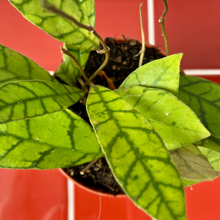 Hoya callistophylla – Veined Wax Plant