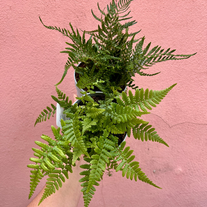 Fern Mix – Outdoor Hardy Ferns - lucky dip